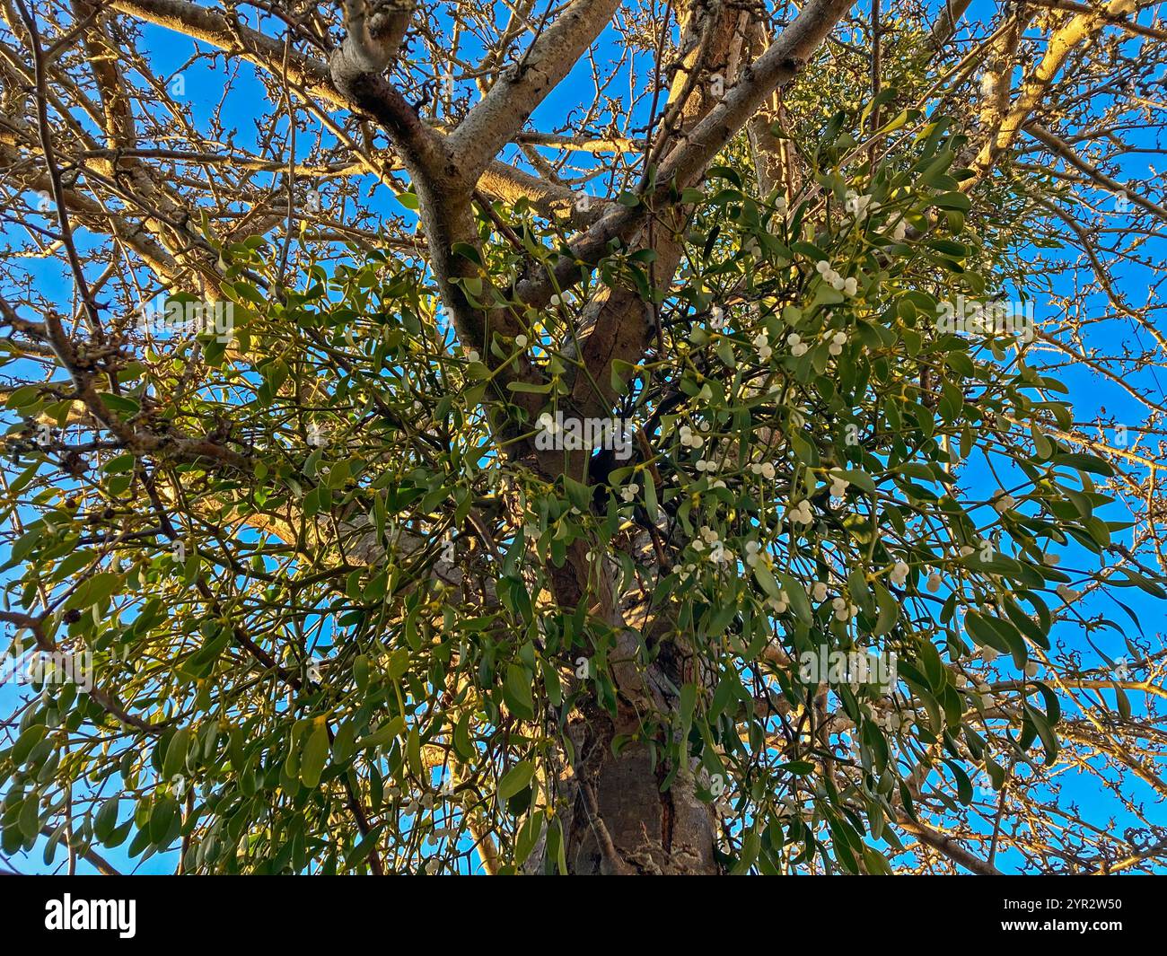 Mistel (Viscum Album) wächst auf einem Baum in einer Vorstadtstraße im Süden Englands - Smartphone-aufgenommenes Stockfoto