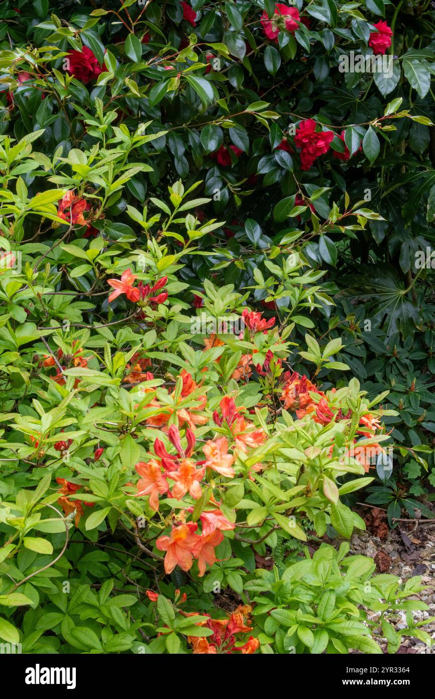 Leuchtende Orangenblüten auf Azalea Gog Knaphill in voller Blüte. Stockfoto
