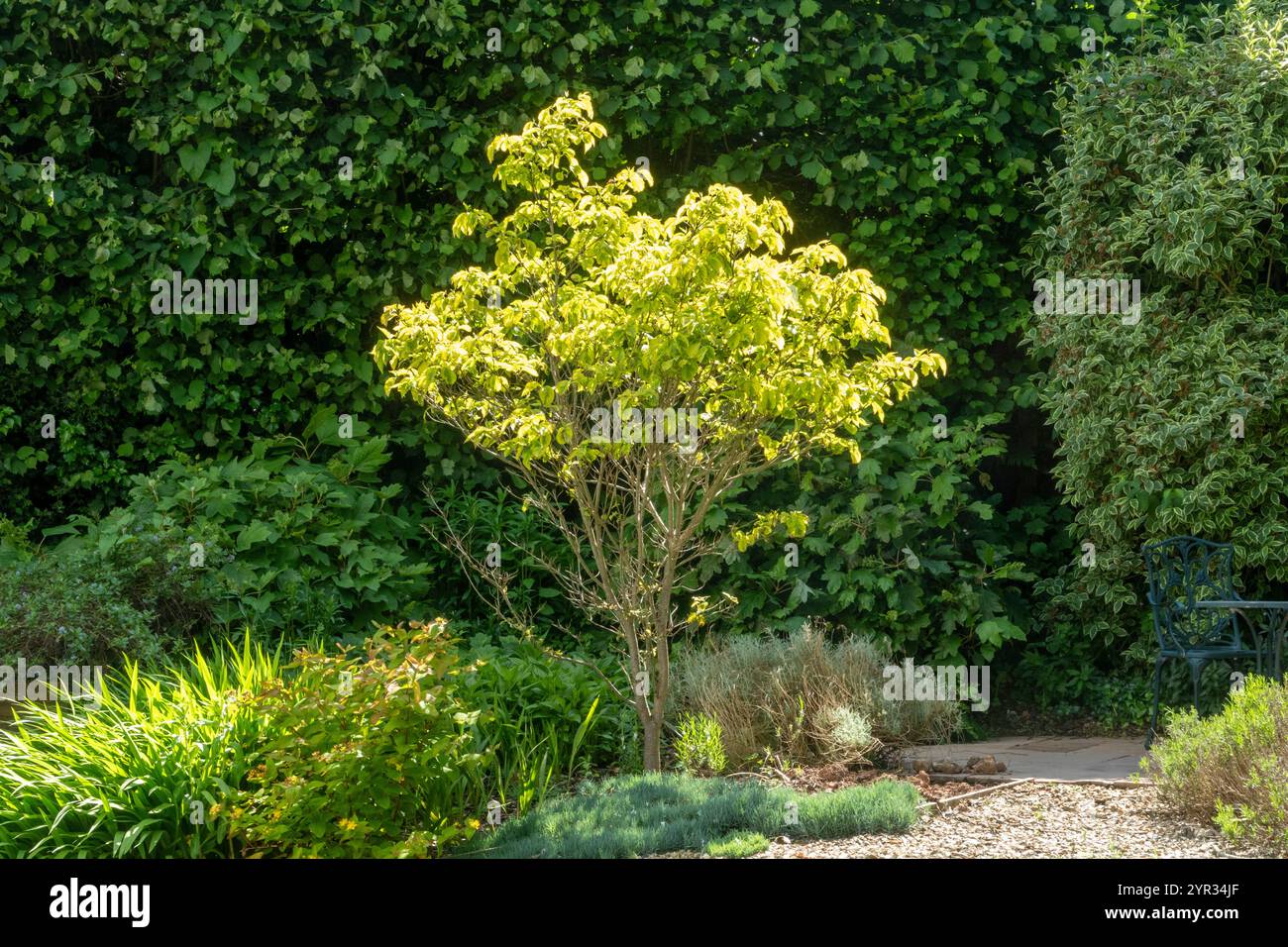 Lebhaftes lindgrünes Laub eines Hartholzbaums, cornus Florida Rainbow Tree, in einem Devon-Garten Stockfoto