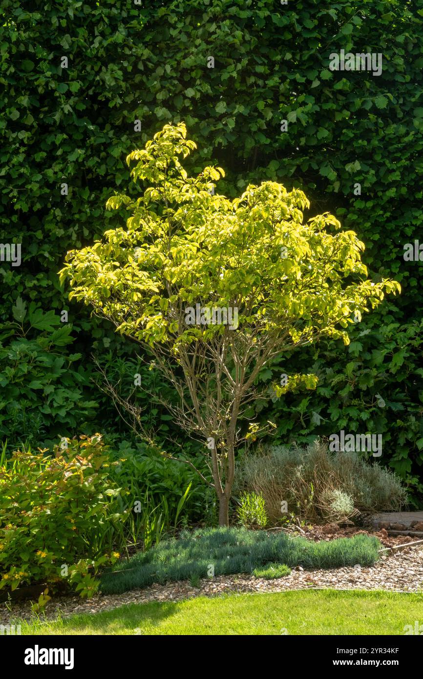 Lebhaftes lindgrünes Laub eines Hartholzbaums, cornus Florida Rainbow Tree, in einem Devon-Garten Stockfoto