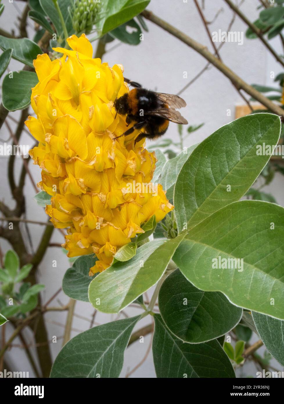 Bienen auf den leuchtend gelben Blüten von Cytisus battandieri, dem Ananasbesenbaum. Stockfoto