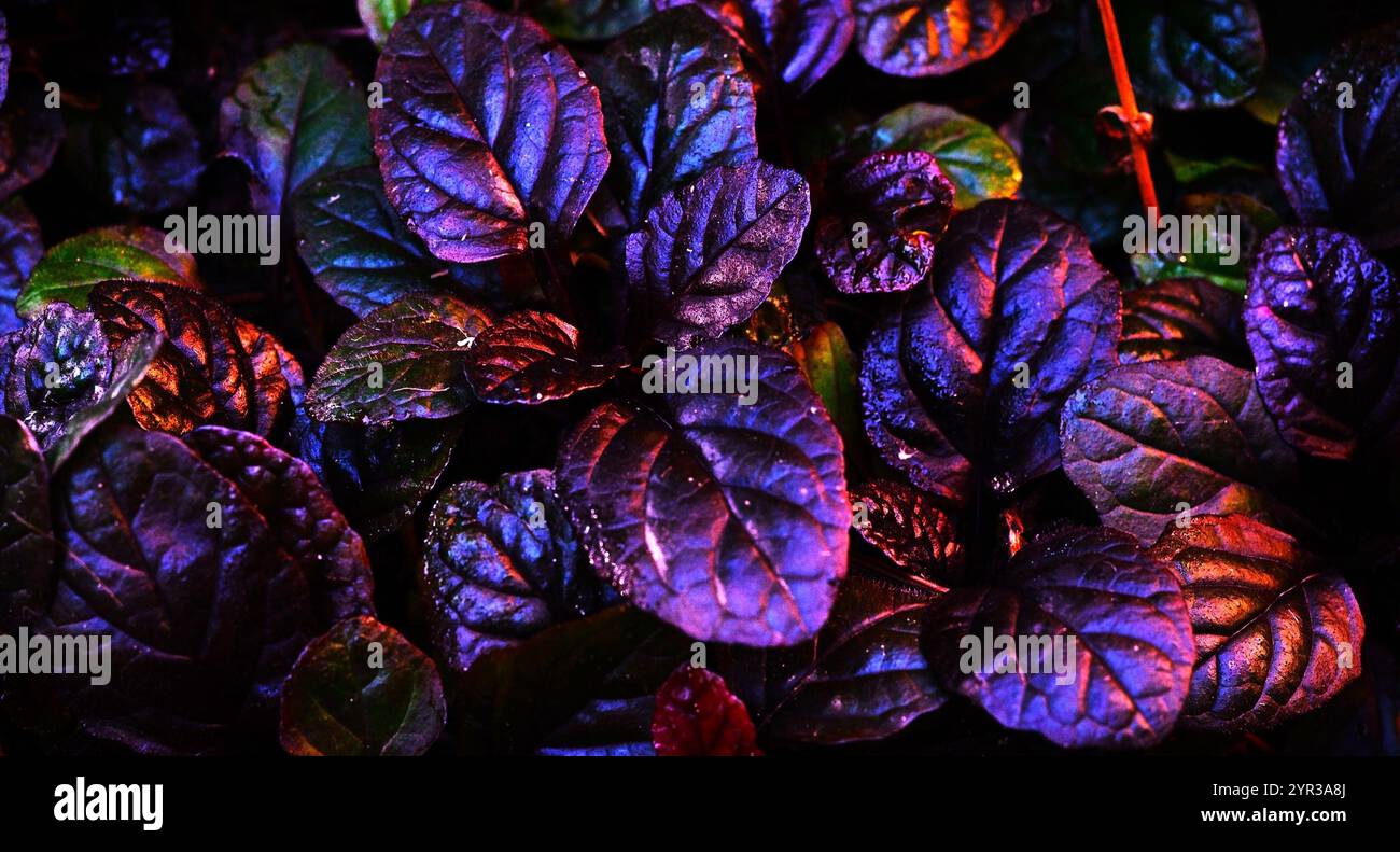 Bugleweed Ajuga Reptans - Schwarze Jakobsmuschel. Blumenmuster. Dunkler abstrakter dichter Hintergrund mit ajuga-Pflanzen. Leuchtende Neonfarben Stockfoto