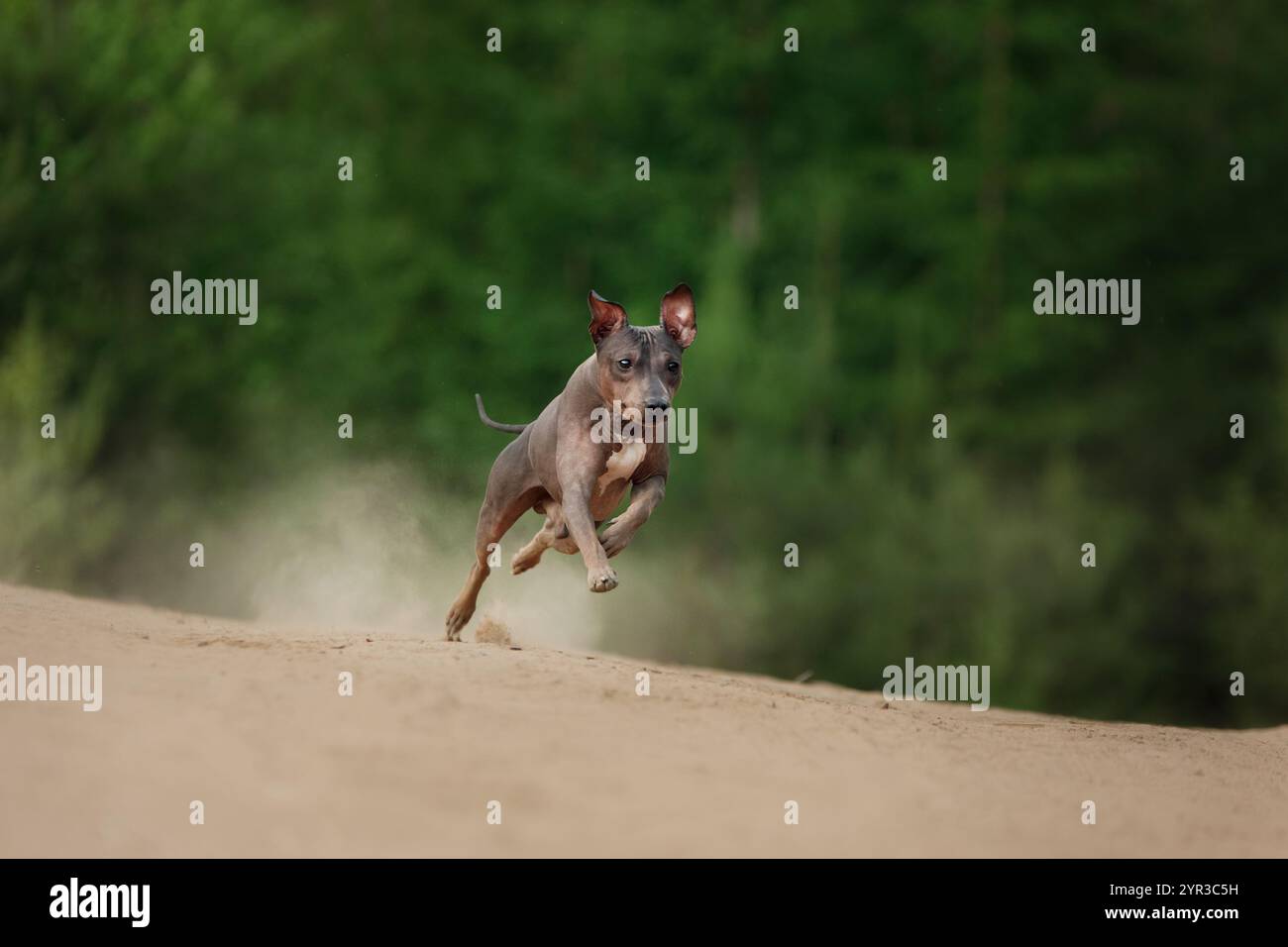 Ein amerikanischer Hairless Terrier läuft auf einer Feldstraße, mit allen vier Pfoten vom Boden. Die spielerische Energie des Hundes wird in der ländlichen Landschaft gefangen. Stockfoto
