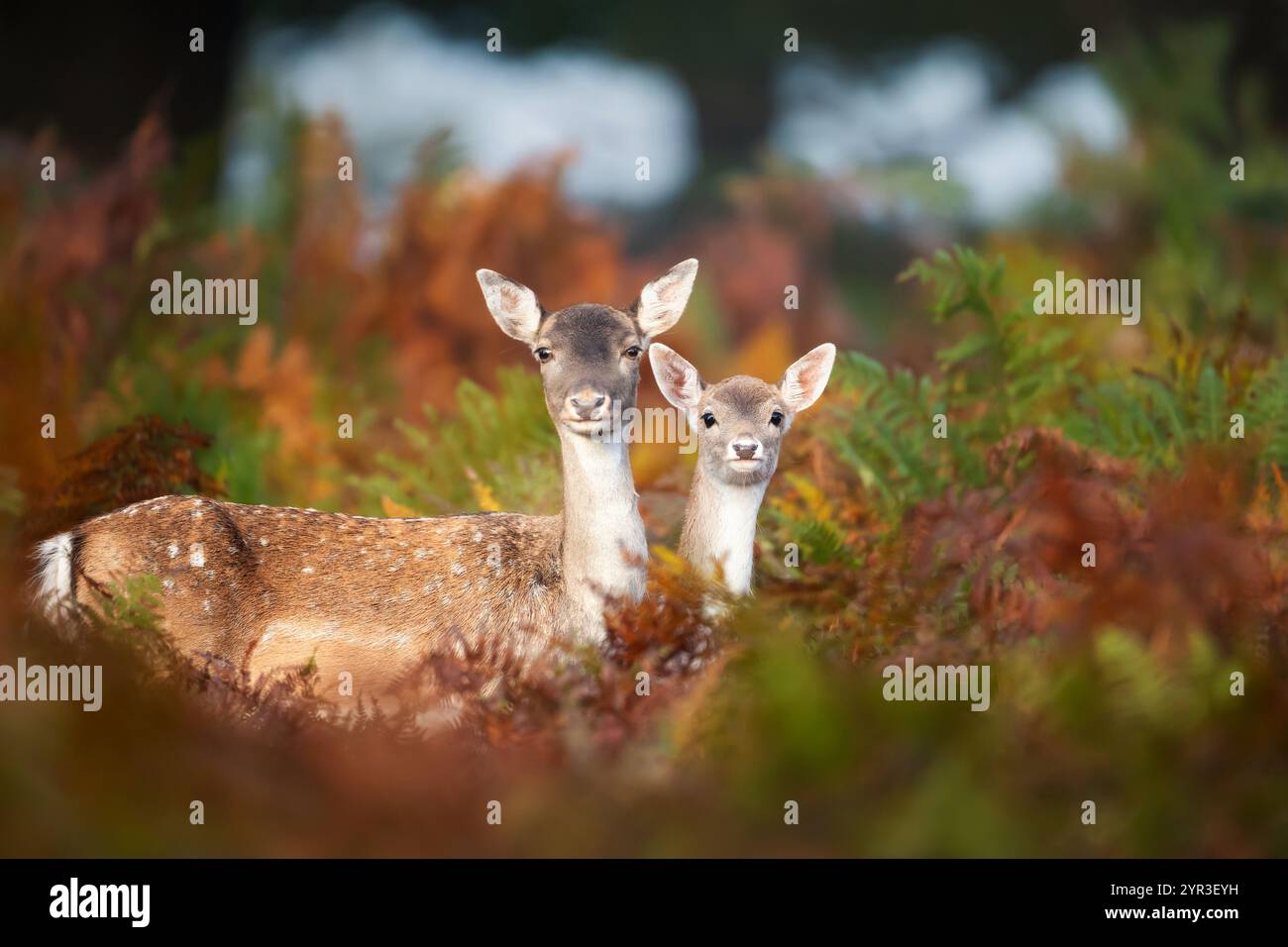 Porträt eines Damhirschweibchens und ihres Rehkitzes, die im Herbst in Bracken stehen. Stockfoto