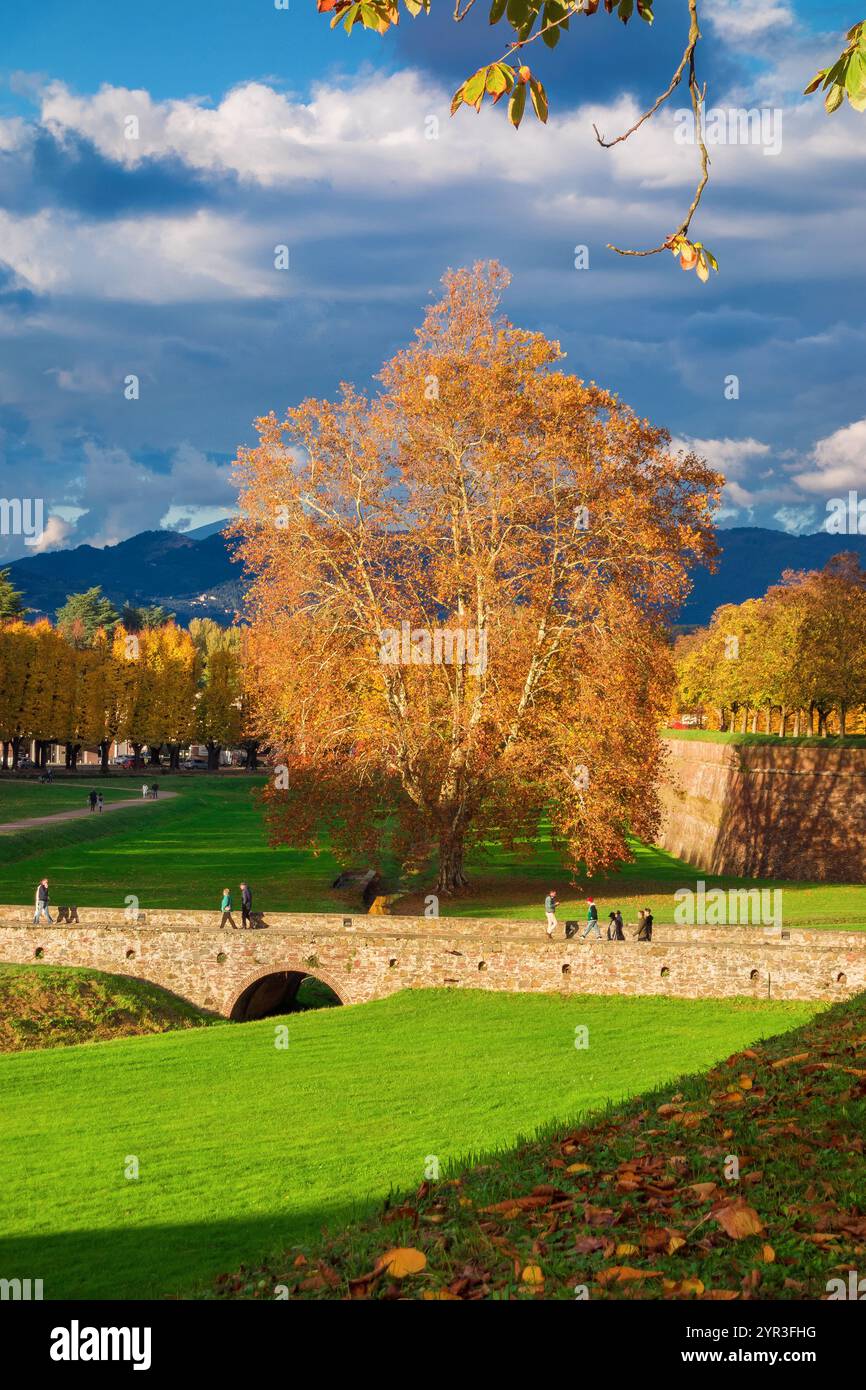 Herbst in Lucca. Leute, die unter Bergahorn herbstlichen Blättern am St. Donato Gate laufen Stockfoto