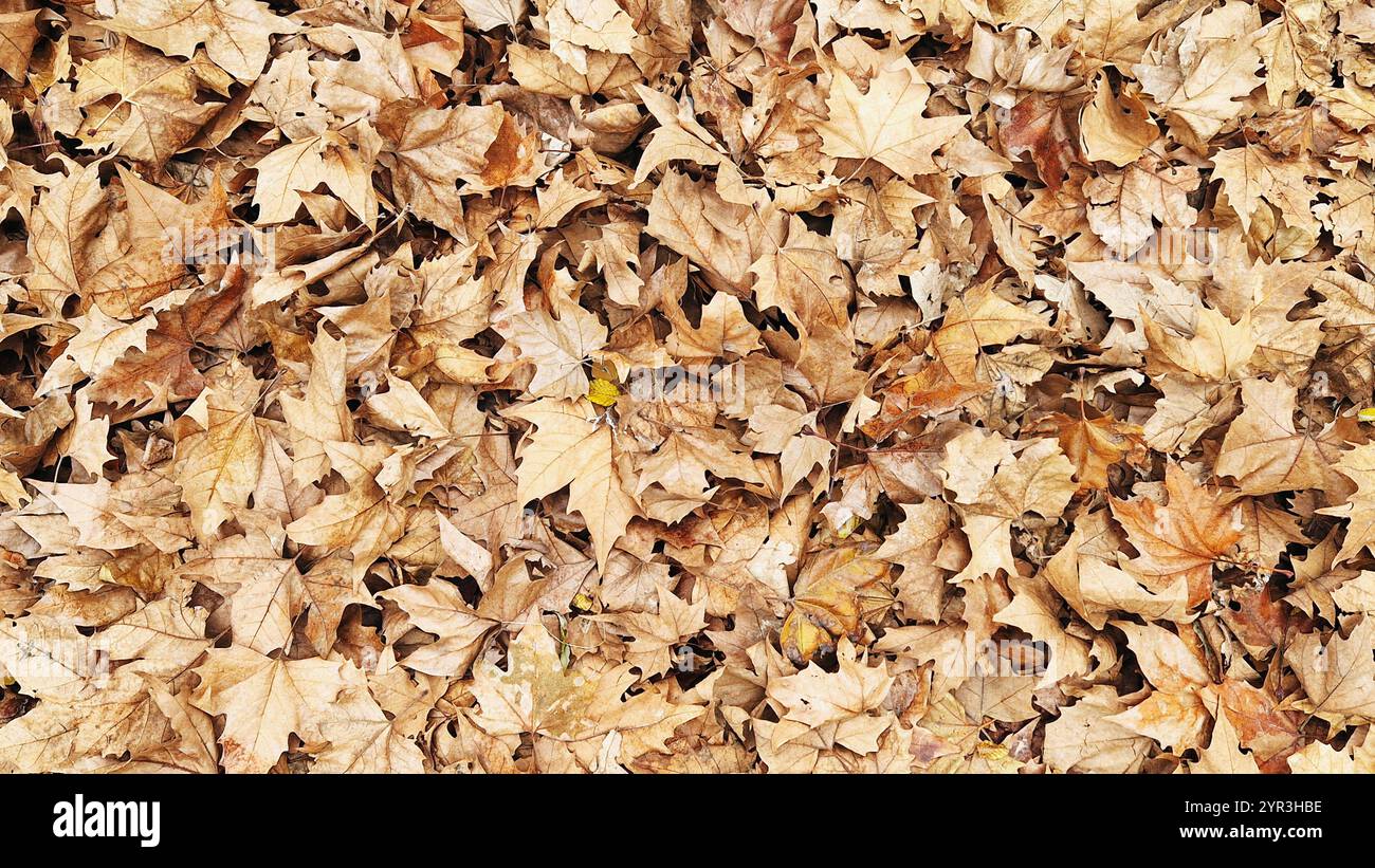 Eine Decke aus trockenen, erdfarbenen Blättern bedeckt den Boden und zeigt die Schönheit des natürlichen Herbstzyklus. Die Mischung aus Braun-, Orange- und Gelbtönen cr Stockfoto