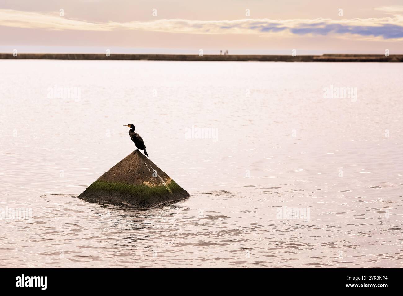 Blick auf die Bucht von Rigas in der Nähe des Leuchtturms Mangalsala. Einsamer Kormoran, der den Sonnenuntergang im Herbst genießt Stockfoto