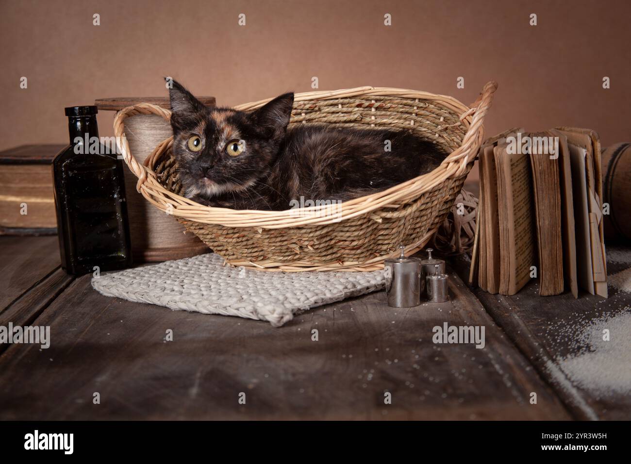 Calico Kätzchen schlafen in einem Korb Stockfoto