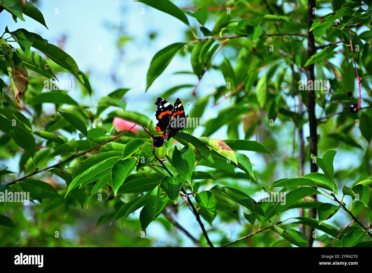Schmetterling roter Admiral sitzt zwischen den Blättern Stockfoto