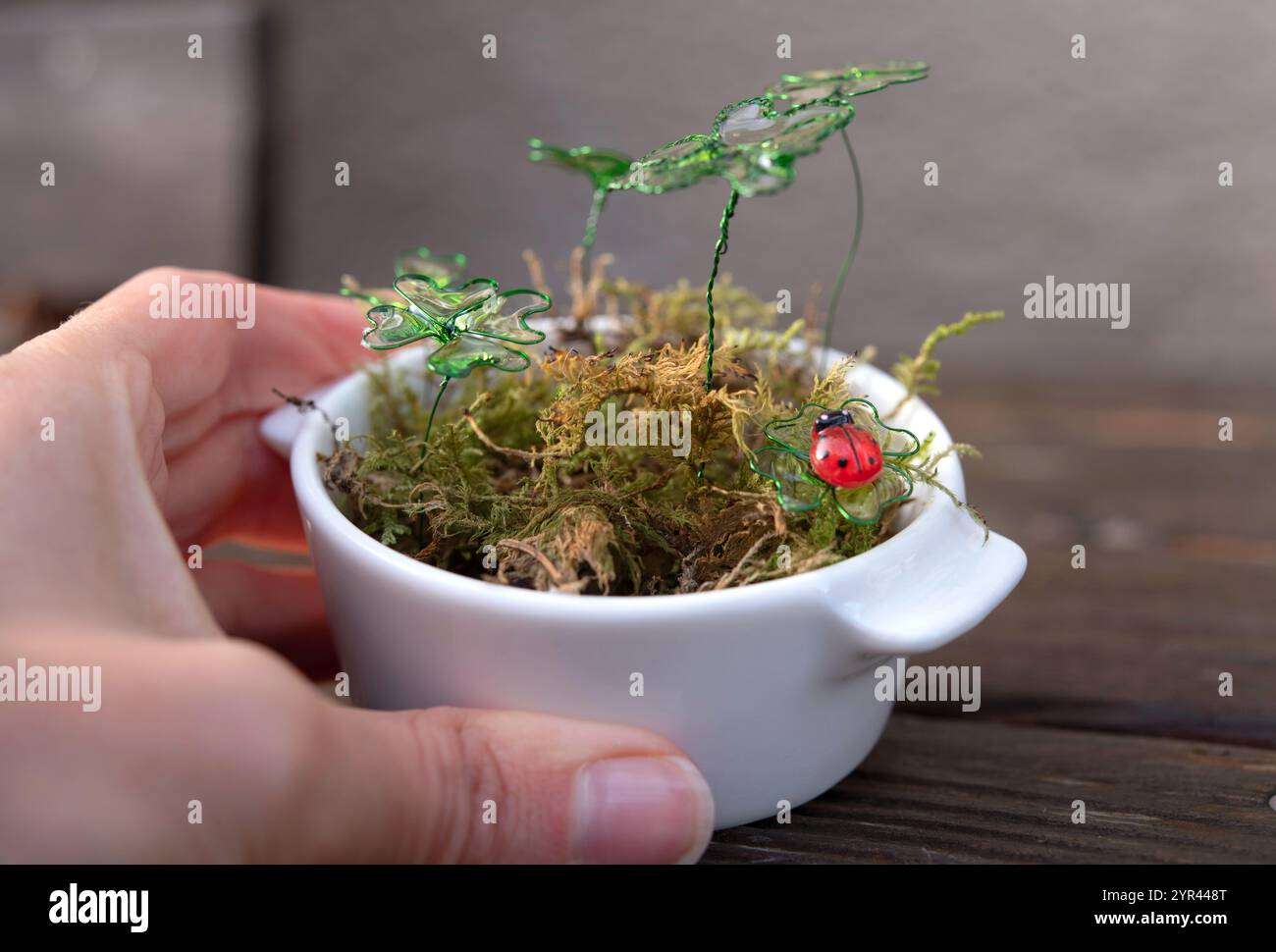 Handgehaltener weißer Topf mit vierblättrigen Kleeblättern und Marienkäfer - handgefertigte Dekoration. Symbol für viel Glück im Neujahr. Stockfoto