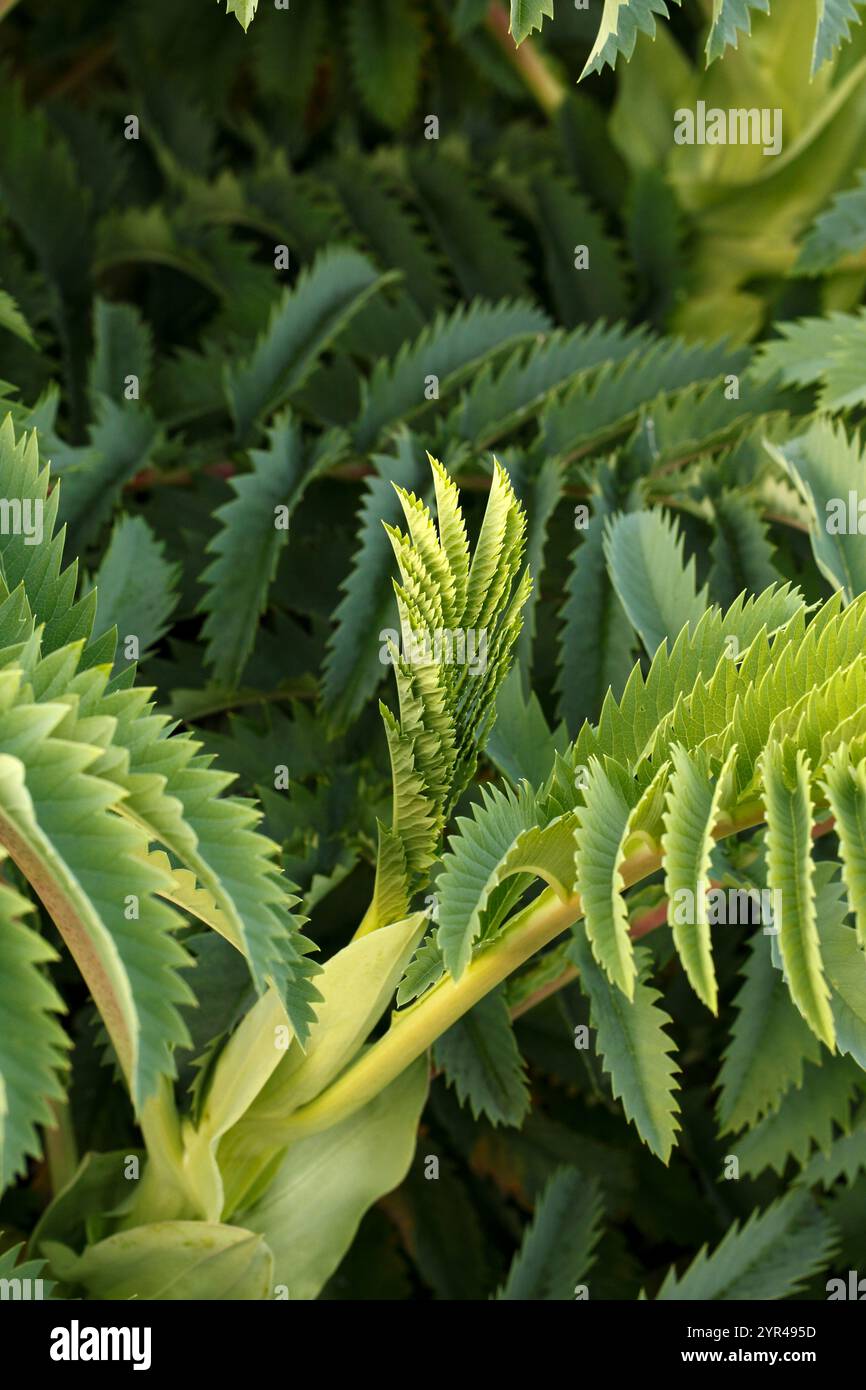 Melianthus Major. Tolle Honigblume. Immergrüner Unterstrauch. Gefiederte Blätter. Honigbusch Stockfoto