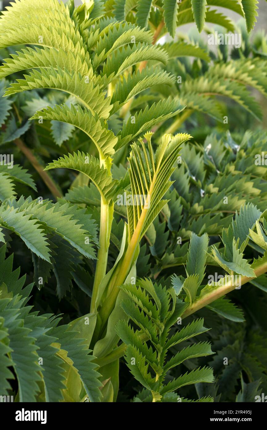 Melianthus Major. Tolle Honigblume. Immergrüner Unterstrauch. Gefiederte Blätter. Honigbusch Stockfoto