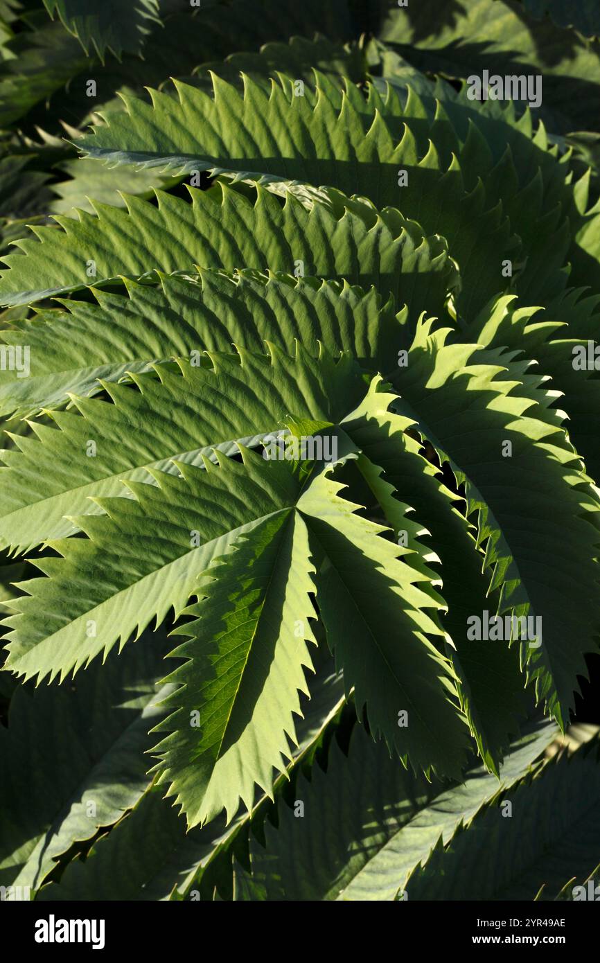 Melianthus Major. Tolle Honigblume. Immergrüner Unterstrauch. Gefiederte Blätter. Honigbusch Stockfoto