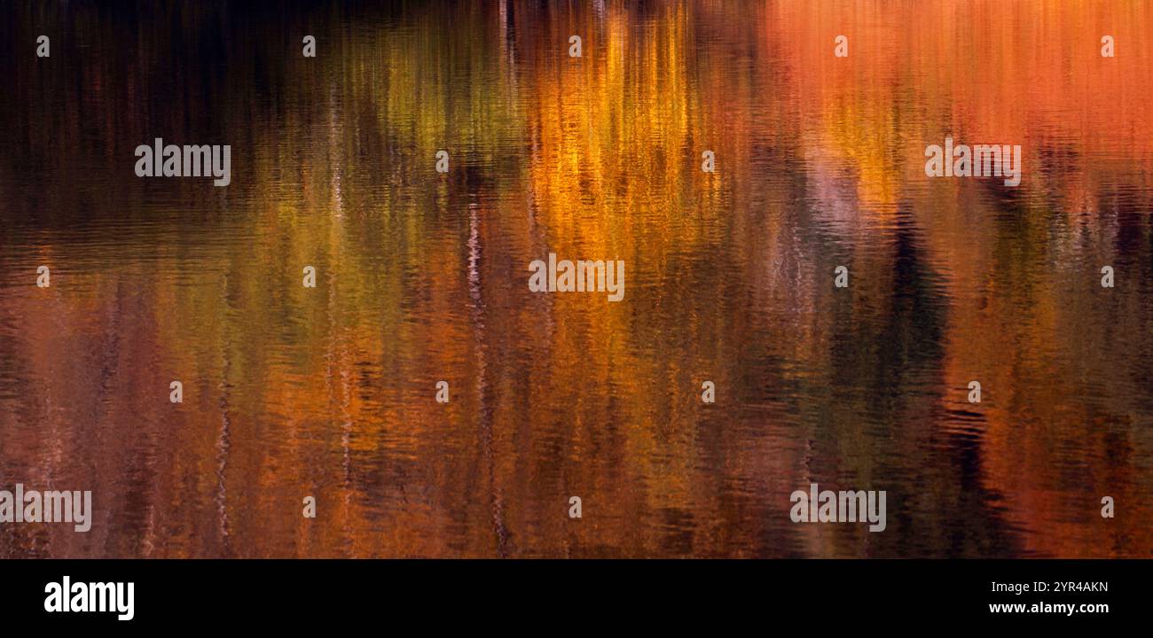 Golden Reflection Birkenwald Herbstfarben. Reflexion, Stimmung, Stockfoto