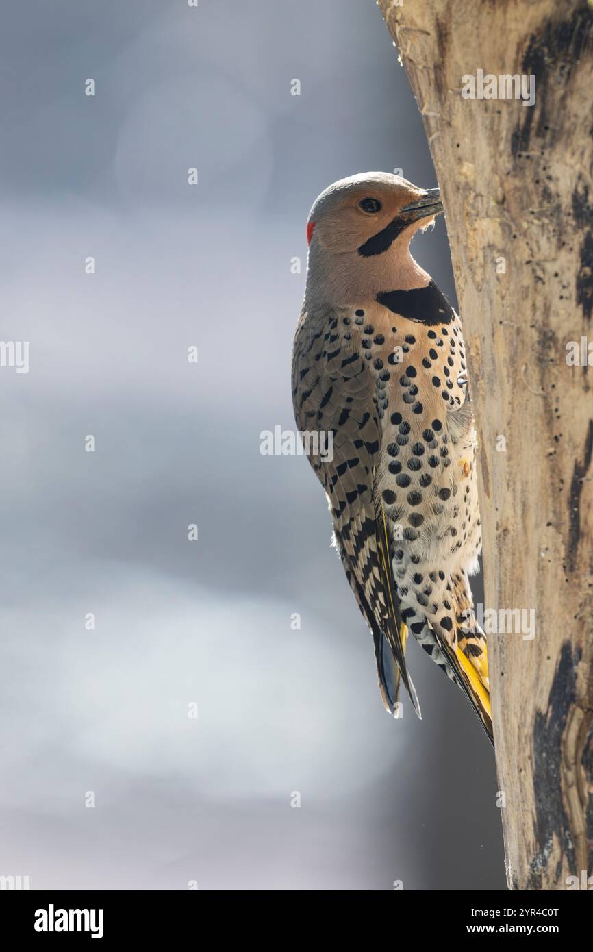 Männlich, Nordgelb-Schaft flackernd, Colaptes auratus, auf Baumstamm auf der Suche nach Nahrung, Brownsburg, Quebec, Kanada Stockfoto