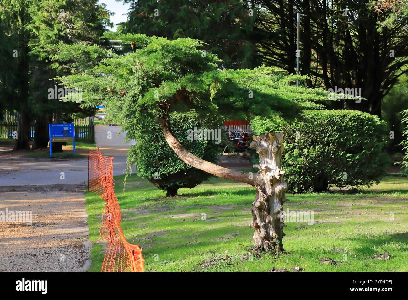 Poole, Dorset, England. 30. September 2024. Sandford Holiday Park, betrieben von Parkdean Resorts. Ein kleiner Baum auf einem umzäunten Boden. Stockfoto