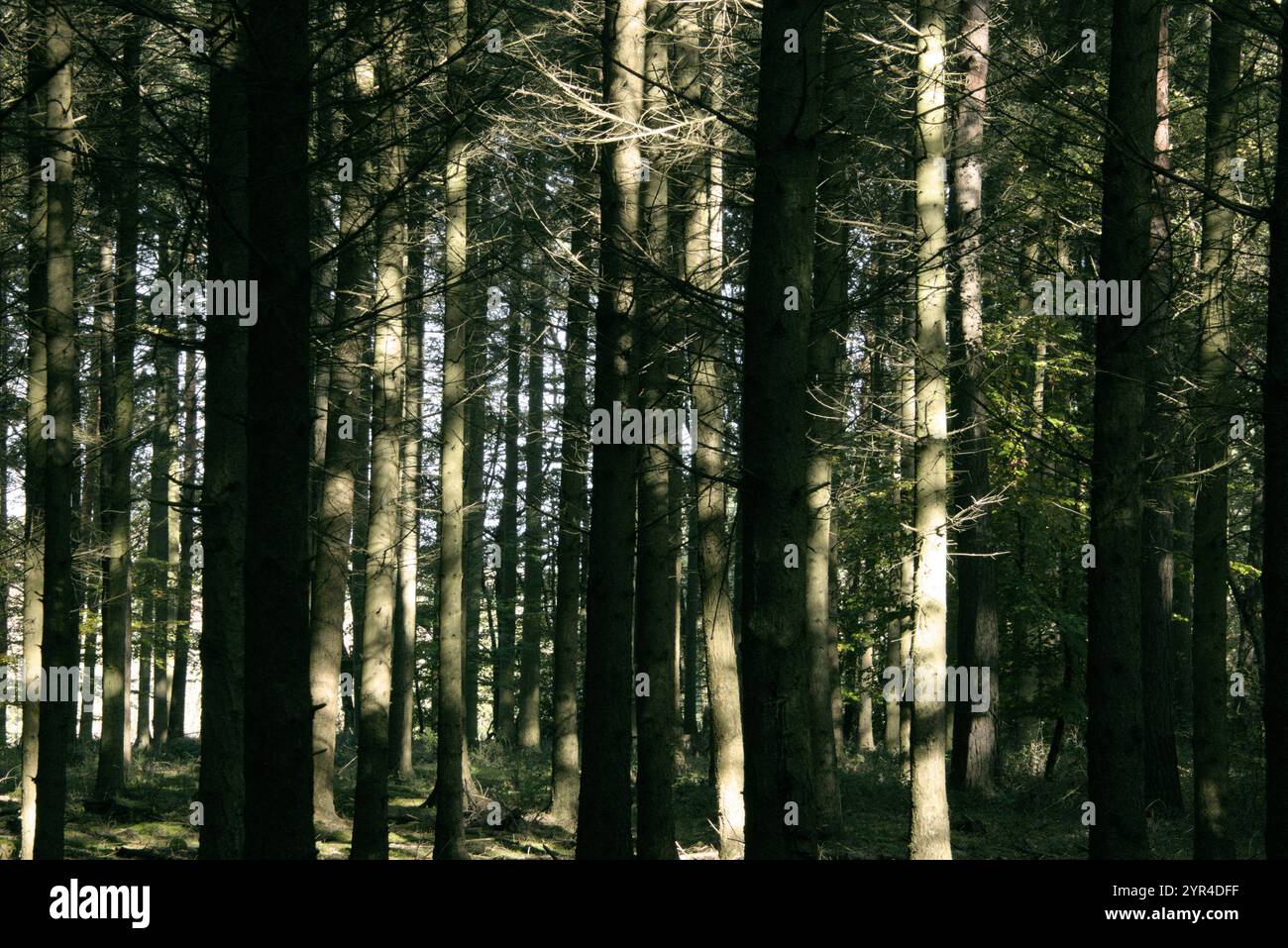 tief im Wald Stockfoto