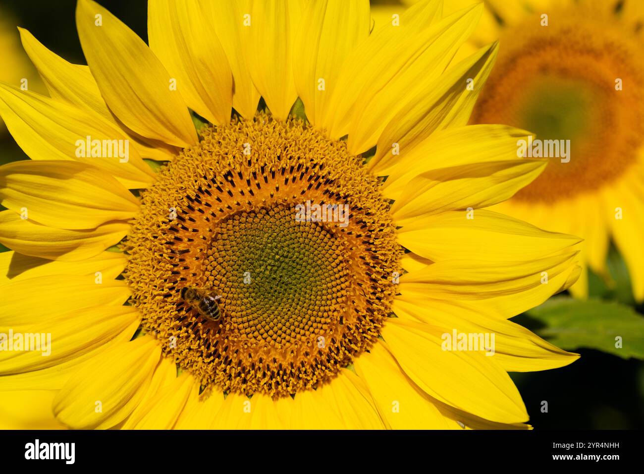 Eine Biene sammelt Nektar im Blumenkorb einer Sonnenblume. Stockfoto