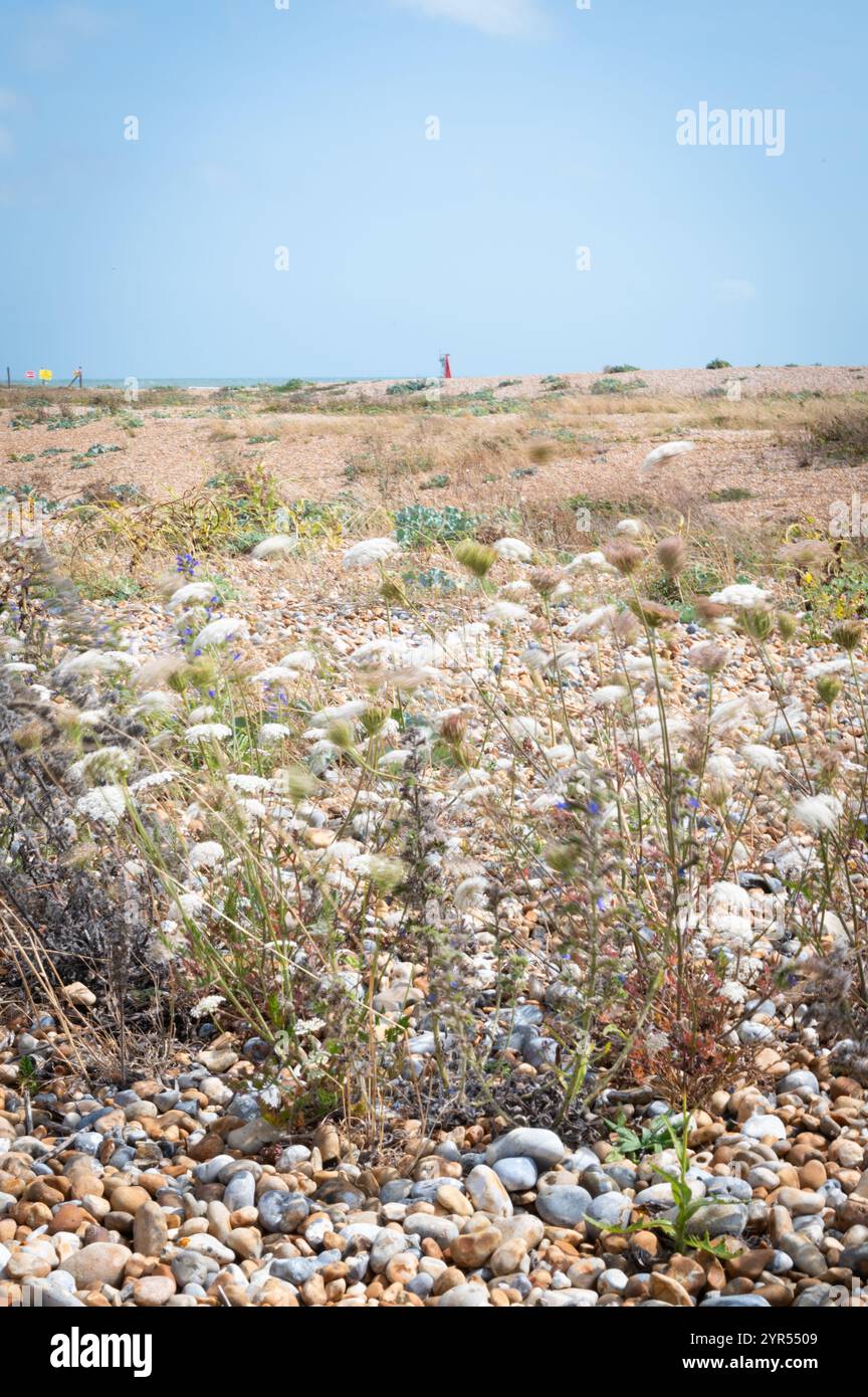Weiße Schafgarbe (Achillea millefolium), die an einem Sommertag am Kieselstrand im Rye Harbour Nature Reserve in East Sussex im Wind weht Stockfoto