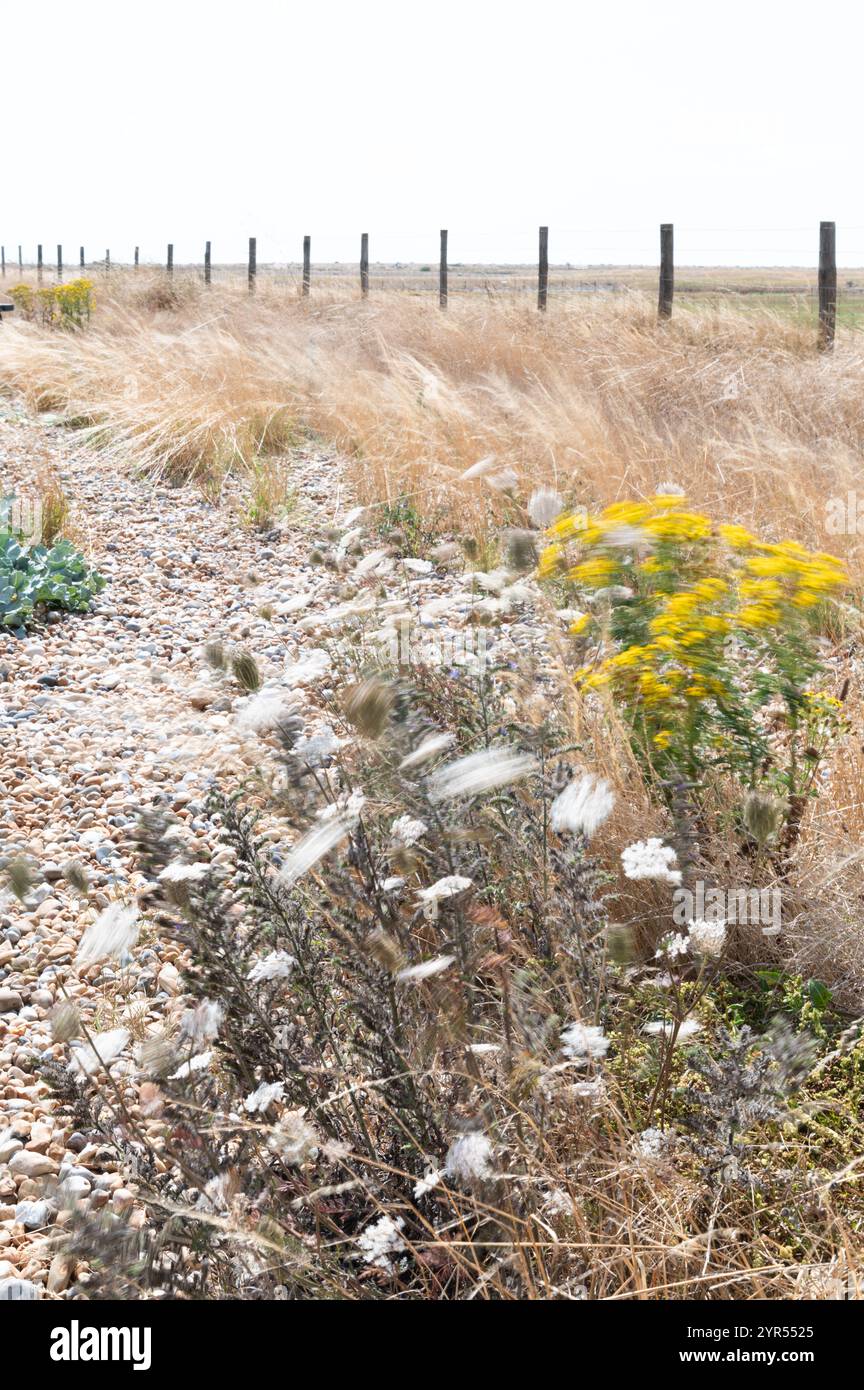 Windblumen und Gräser im Rye Harbour Nature Reserve, East Sussex, UK, an einem sonnigen Sommertag mit einem verwitterten Zaun im Hintergrund. Stockfoto