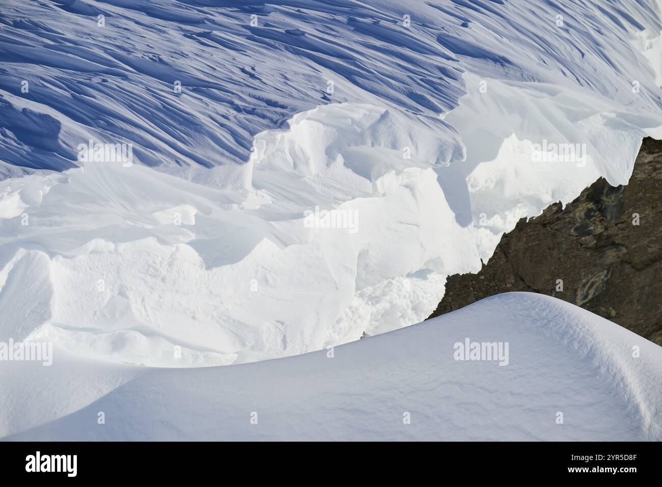 Nahaufnahme eines Schneesimpfes, Gemmipass, Plattenhoerner, Leukerbad, Leuk, Wallis, Schweiz, Europa Stockfoto