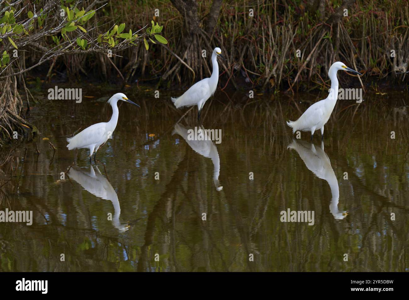 Great Egret (Egretta thula), drei Vögel stehen in einem Teich, Black Point Wildlife Drive, Titusville, Florida, USA, Nordamerika Stockfoto