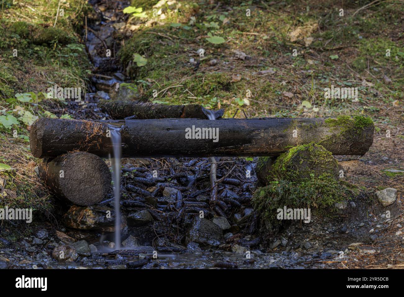 Ein kleiner Bach mündet in einen kleinen Brunnen und durch den Wald, Neukirchen am Grossvenediger, Salzburg, Österreich, Europa Stockfoto