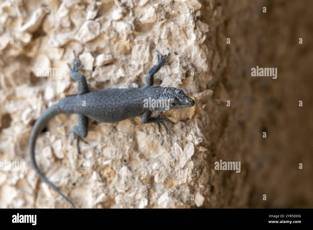 Nahaufnahme einer Mauerechse (Podarcis muralis), die eine beige Wand hinaufklettert, Lastovo, Neretva, Kroatien, Europa Stockfoto