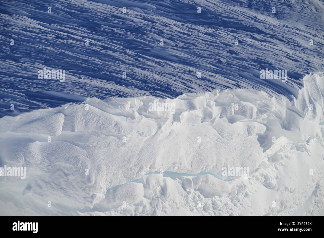 Nahaufnahme eines Schneesimpfes, Gemmipass, Plattenhoerner, Leukerbad, Leuk, Wallis, Schweiz, Europa Stockfoto