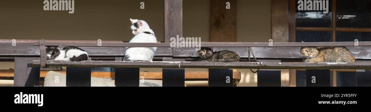 Vier Katzen entspannen auf einer hölzernen Veranda in der ländlichen Sonne, Mittelböhmen, Tschechien, Europa Stockfoto