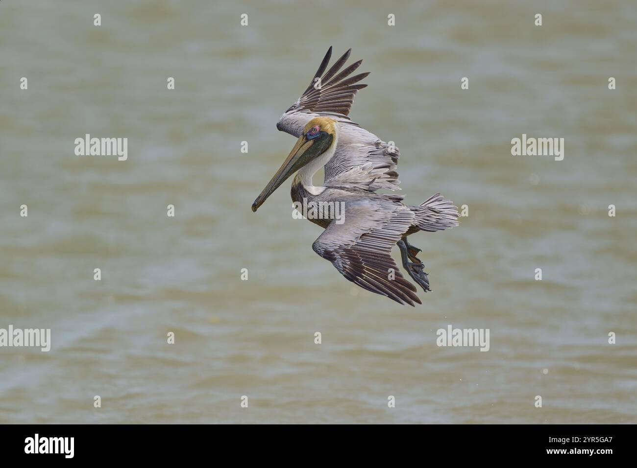 Brown Pelican, (Pelecanus occidentalis), Brown Pelican, nähert sich dem Fischen im Meer, Flamingo, Everglades National Park, Florida, USA, Nordamerikanisch Stockfoto