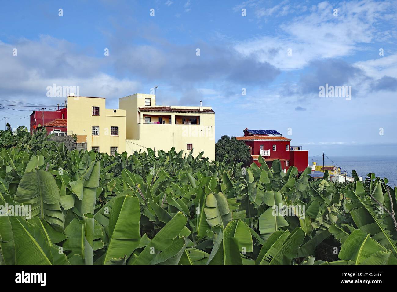 Bunte Häuser am Rande einer großen, grünen Bananenplantage unter blauem Himmel, Los Sauces, La Palma, Kanarische Inseln, Spanien, Europa Stockfoto