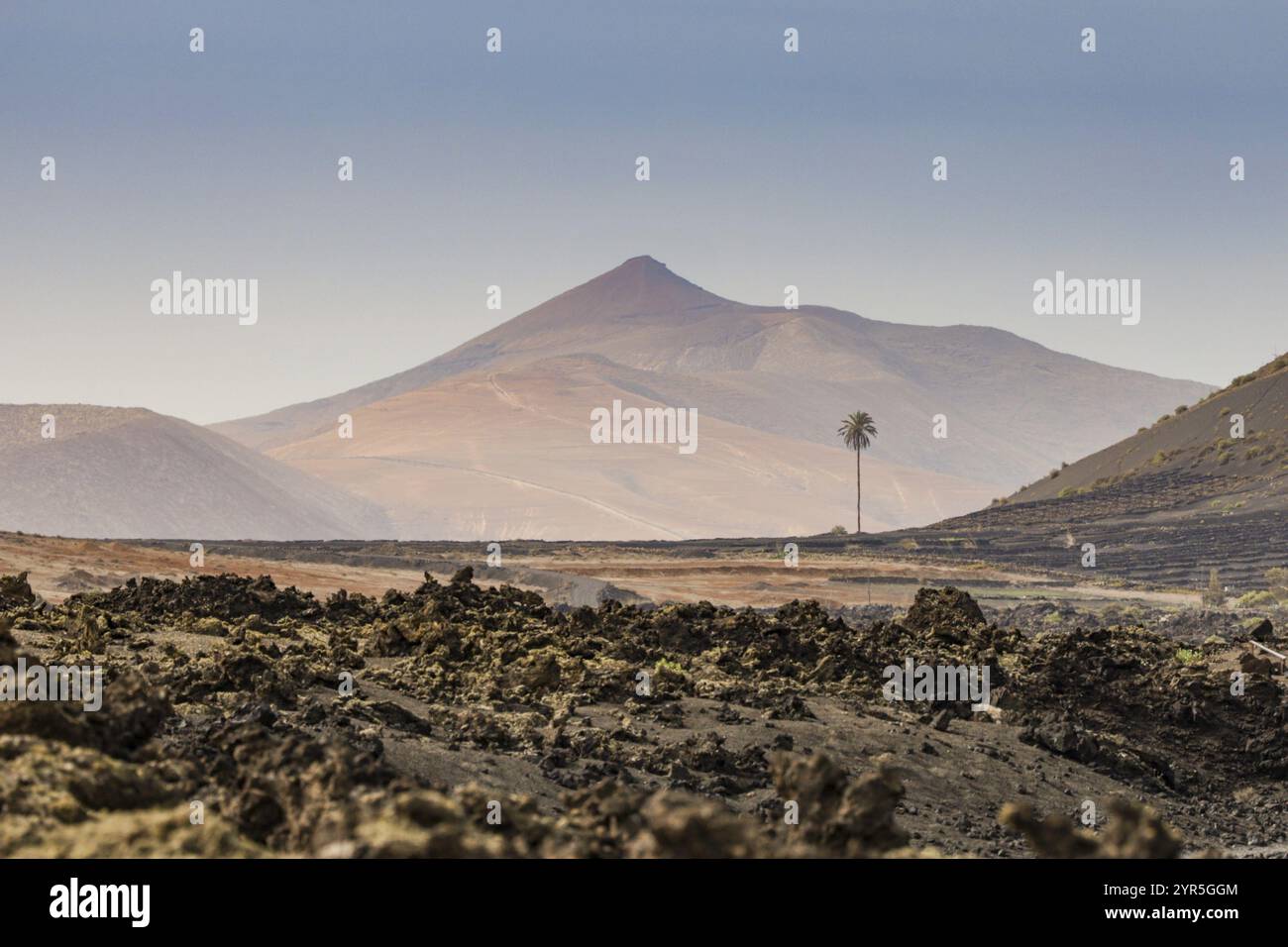 Vulkanischer Berg mit einsamer Palme in einer felsigen Landschaft unter klarem Himmel, Kanarische Inseln, Lanzarote, Spanien, Europa Stockfoto