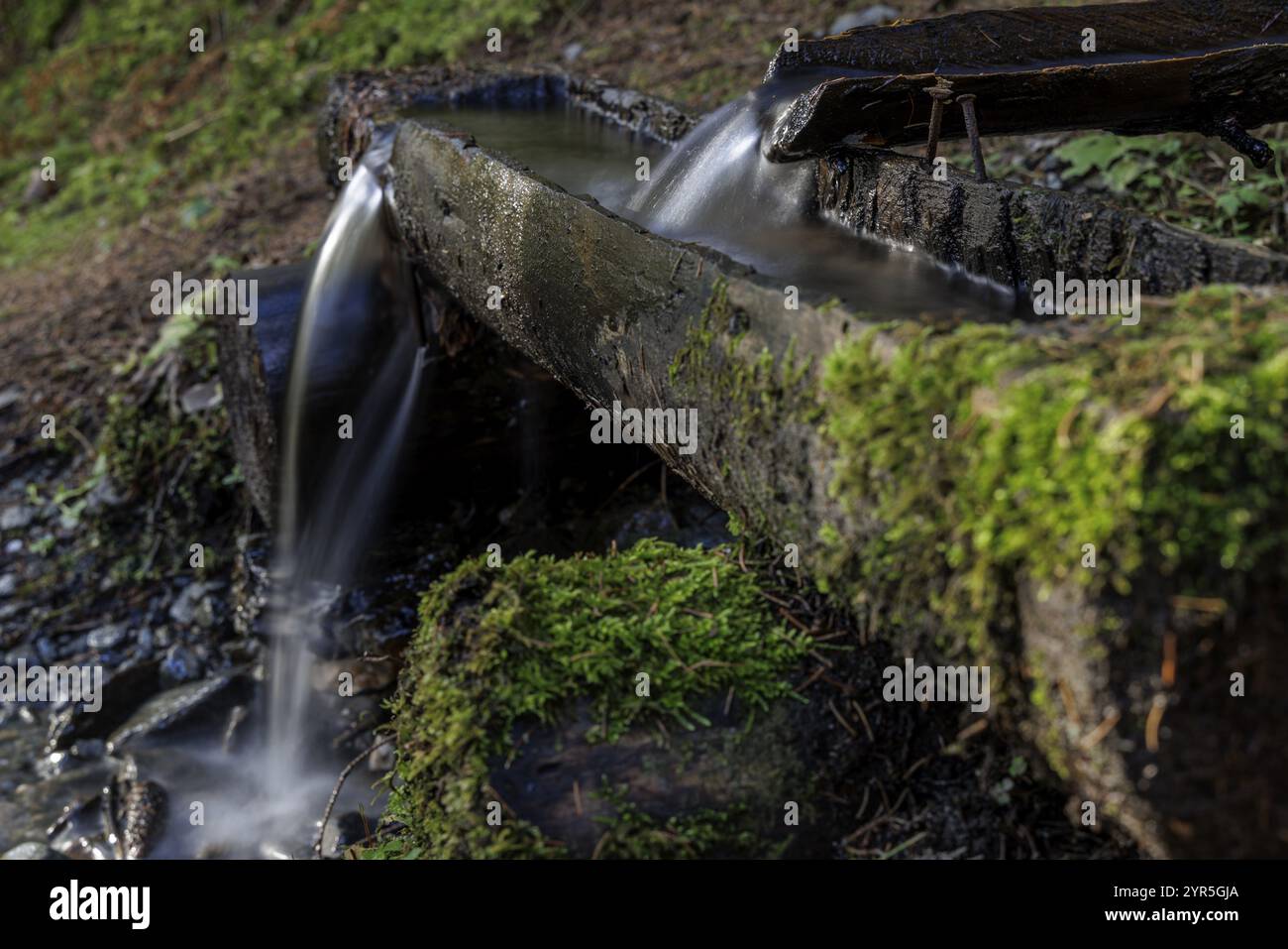 Wasser fließt über moosbedeckte Holzrinnen in einen kleinen Brunnen in einem ruhigen Wald, Neukirchen am Grossvenediger, Salzburg, Österreich, Europa Stockfoto