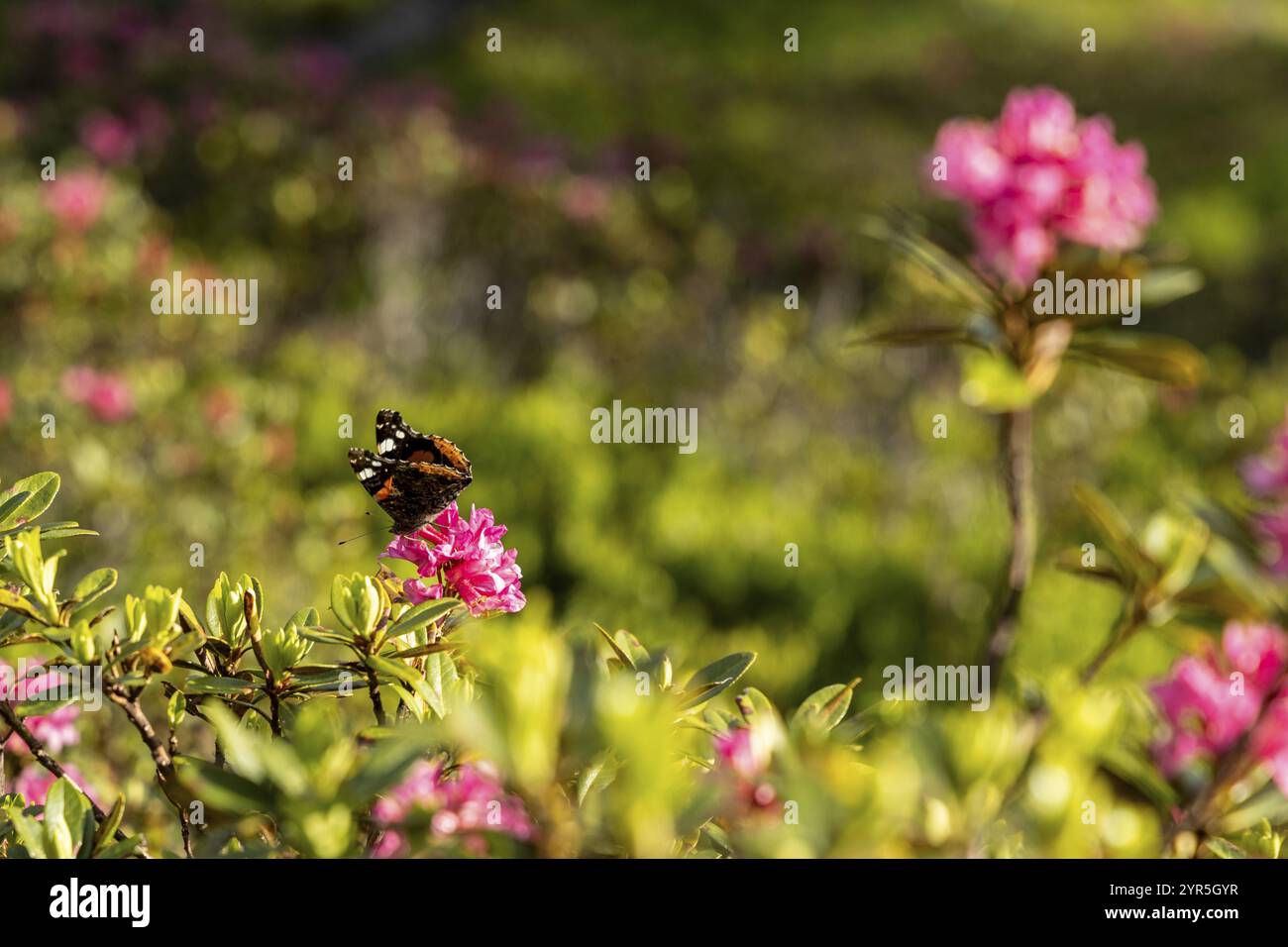 Ein Admiral (Vanessa atalanta) sitzt bei sonnigem Wetter auf einer Alpenrose (Rhododendron ferrugineum), Neukirchen am Grossvenediger, Salzburg, Österreich, Stockfoto