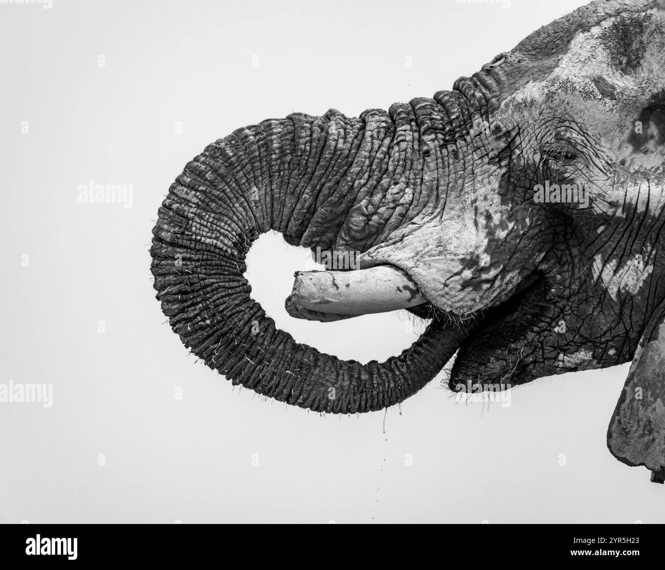 Afrikanischer Elefant (Loxodonta africana), männlicher Erwachsener, Detail, Rumpf im Mund, Schwarzweiß-Foto, Nxai Pan Nationalpark, Botswana, Afrika Stockfoto