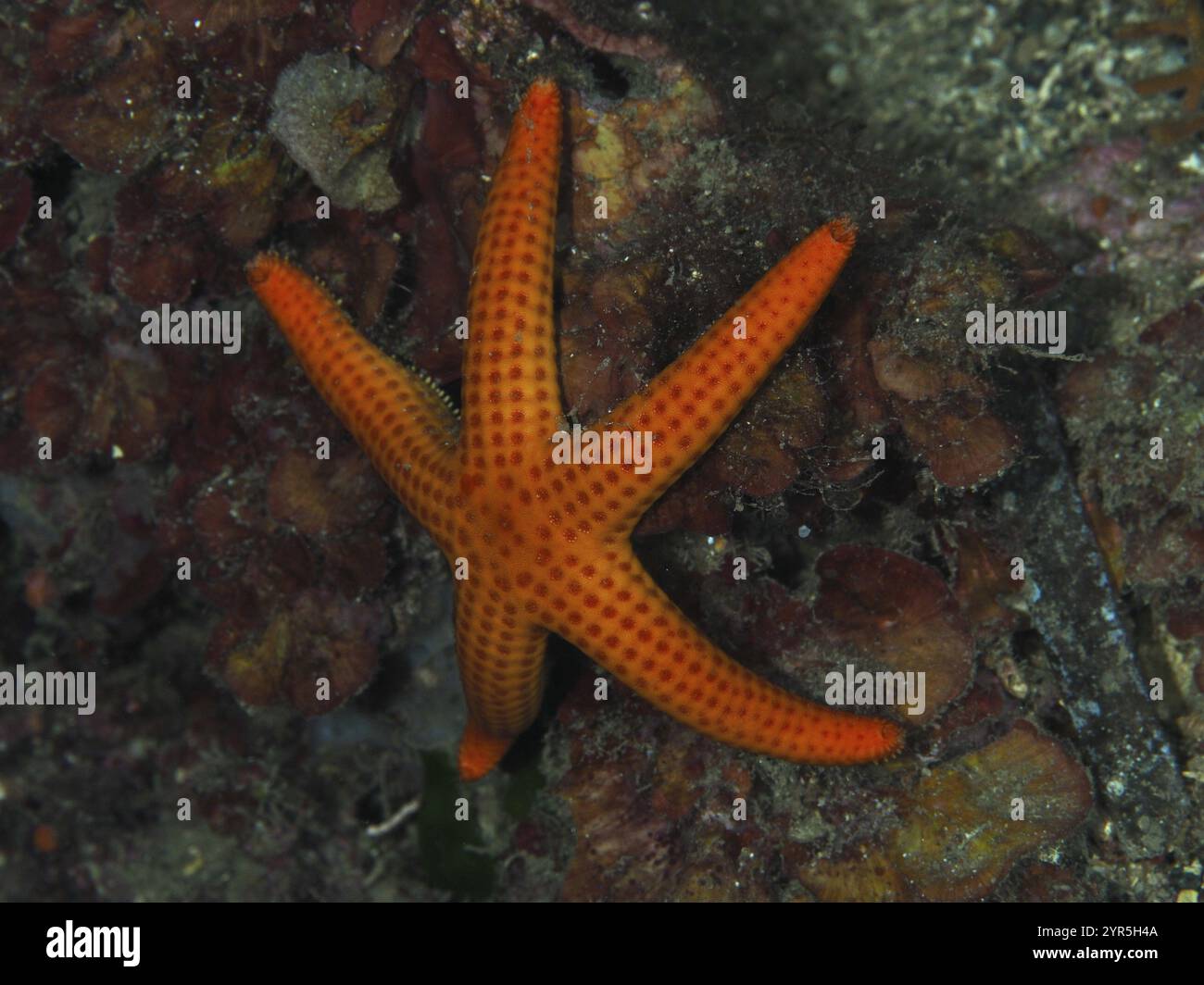 Orangefarbene Seesterne (Hacelia attenuata) auf dem Meeresboden in einer vielfältigen Unterwasserlandschaft, Tauchplatz Les Grottes, Halbinsel Giens, Provence Alpes C Stockfoto