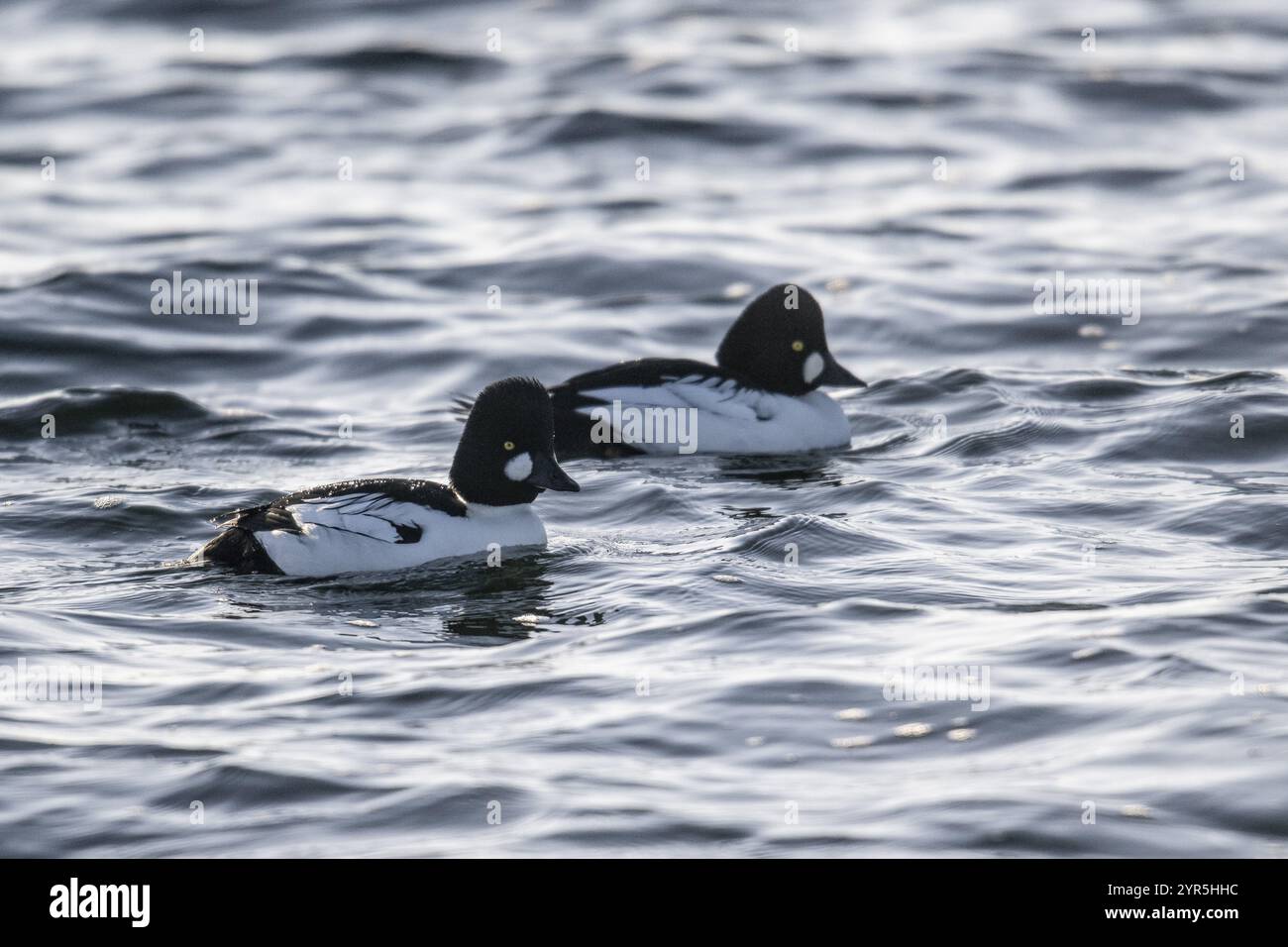 Goldeneyes (Bucephala clangula), Emsland, Niedersachsen, Deutschland, Europa Stockfoto