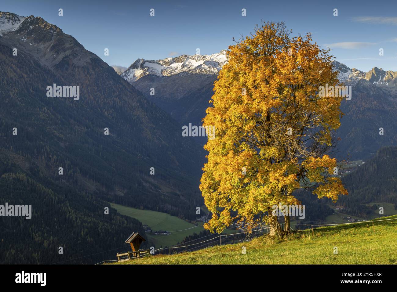 Ein herbstfarbener Baum steht vor einem malerischen Bergpanorama und vermittelt eine friedliche Atmosphäre, Wald im Pinzgau, Salzburg, Österreich, Europ Stockfoto