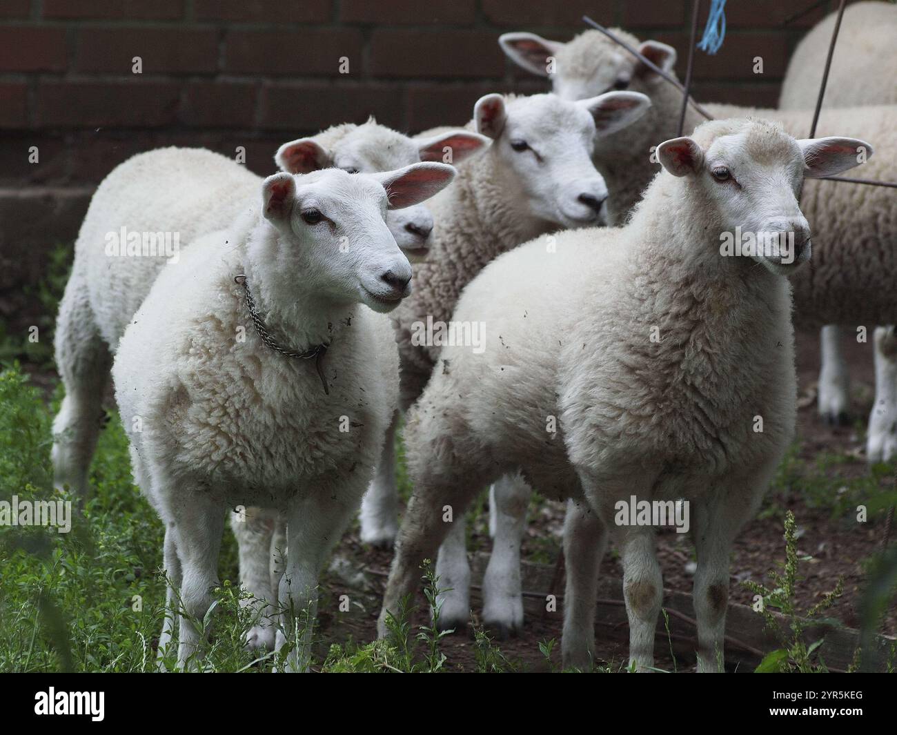 Eine Gruppe flauschiger Schafe auf einer Wiese neben einem rustikalen Zaun, Borken, westfalen, deutschland Stockfoto