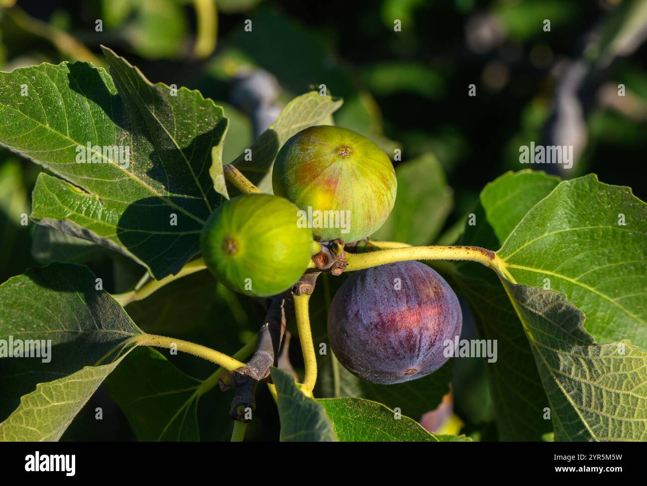 Reife und unreife Feigen hängen zwischen leuchtend grünen Blättern zusammen und genießen sich an einem warmen Sommertag im Sonnenlicht. Stockfoto