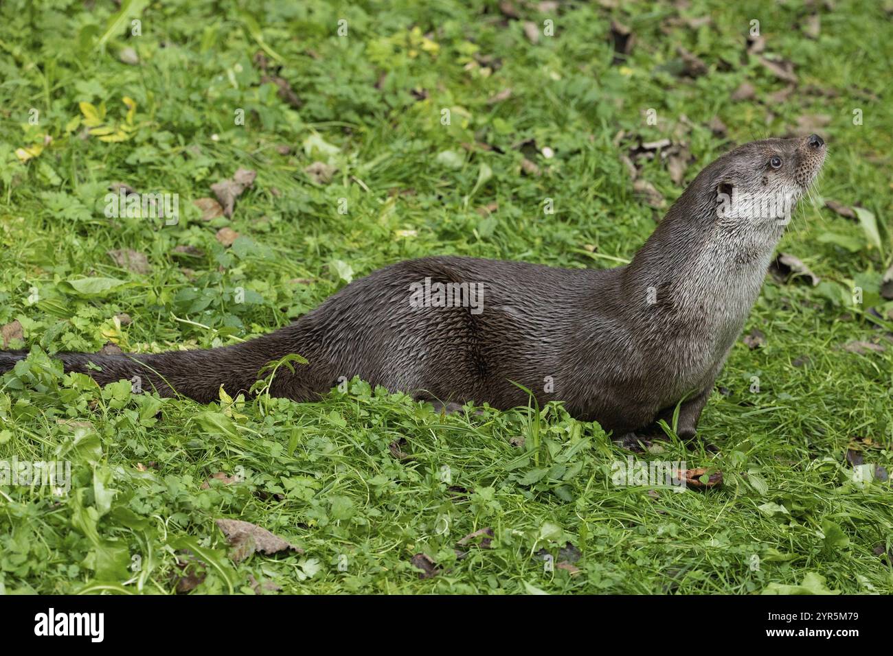 Otter, der auf grüner Wiese liegt und nach rechts blickt Stockfoto