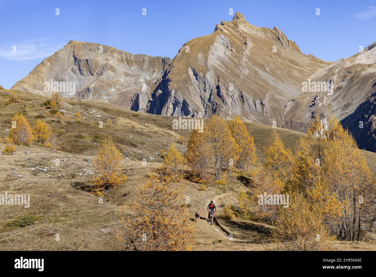 Mountainbiker mit Wanderhund in herbstlichen Lärchenwäldern, hinter Faldumrothorn, Torrenttrail, Leukerbad, Wallis, Schweiz, Europa Stockfoto