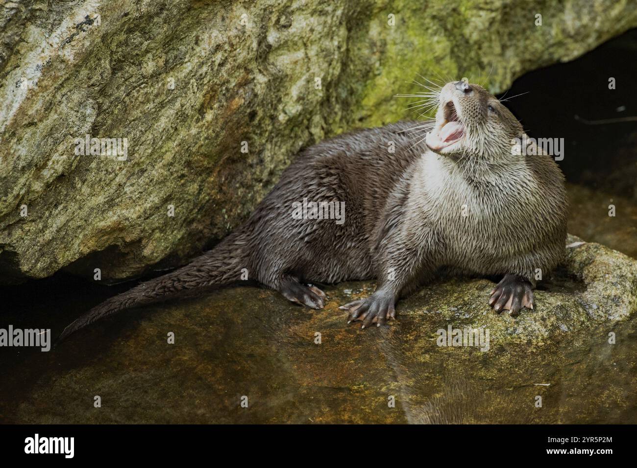 Otter mit offenem Mund, der auf einem Felsen im Wasser steht und nach links blickt Stockfoto