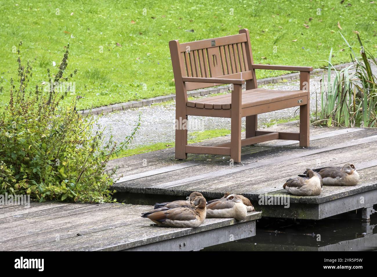 Holzbank im Park mit Enten davor Stockfoto