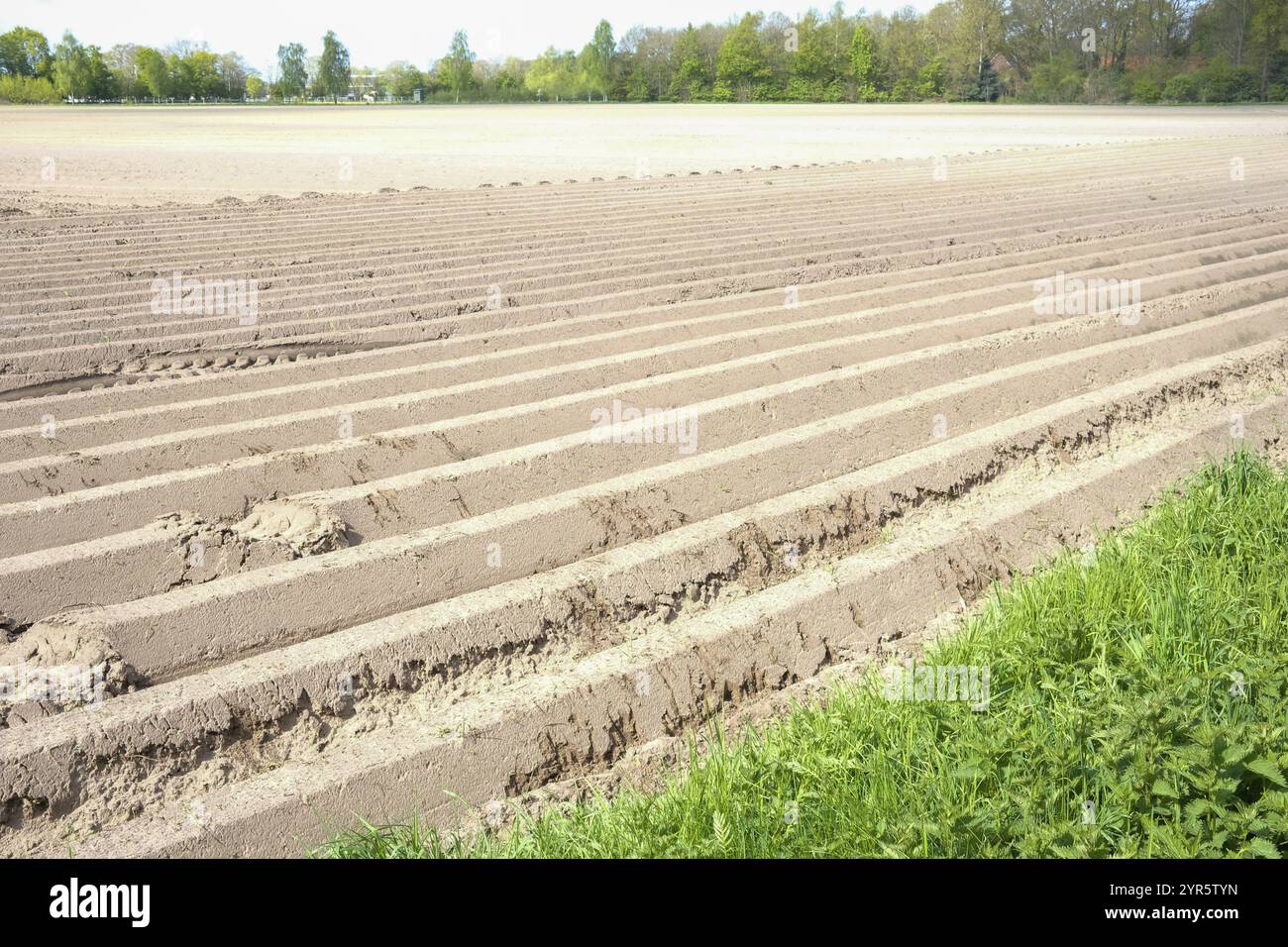 Vorbereitete Kartoffelfelder in der Sonne Stockfoto