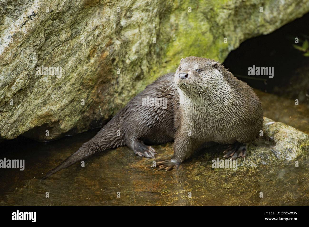 Otter, der auf einem Felsen im Wasser steht und nach links blickt Stockfoto