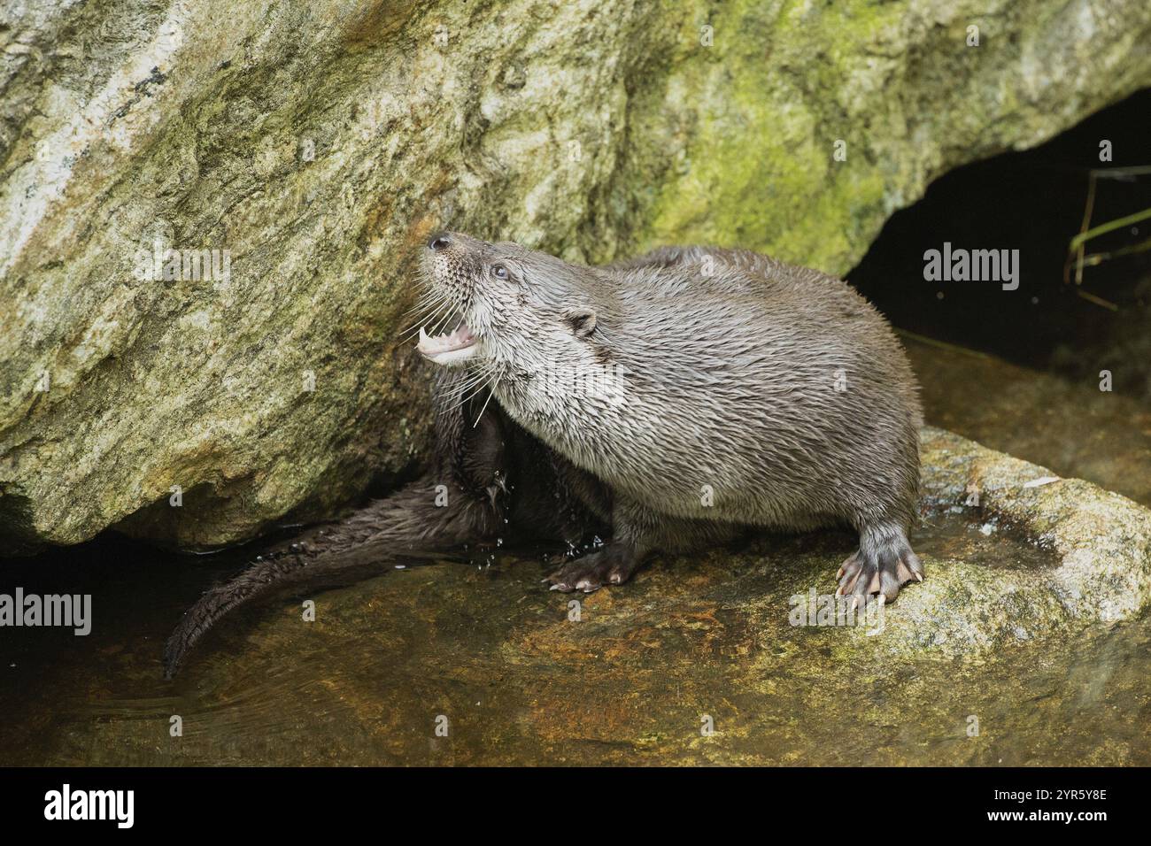 Otter mit offenem Mund, der auf einem Felsen im Wasser steht und nach links blickt Stockfoto