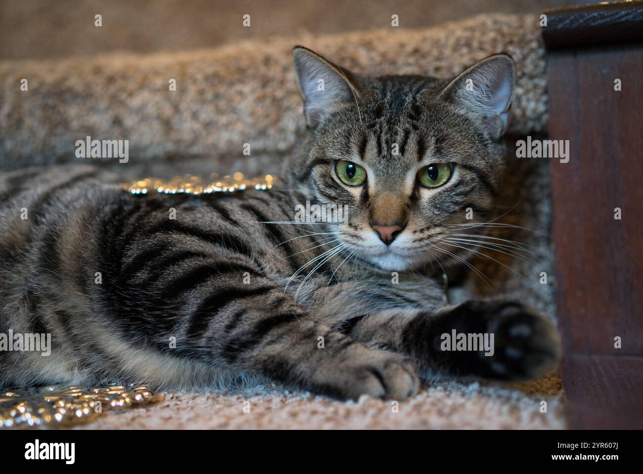 Entspannte Tabby-Katze auf Teppich mit Weihnachtsdekoration Stockfoto