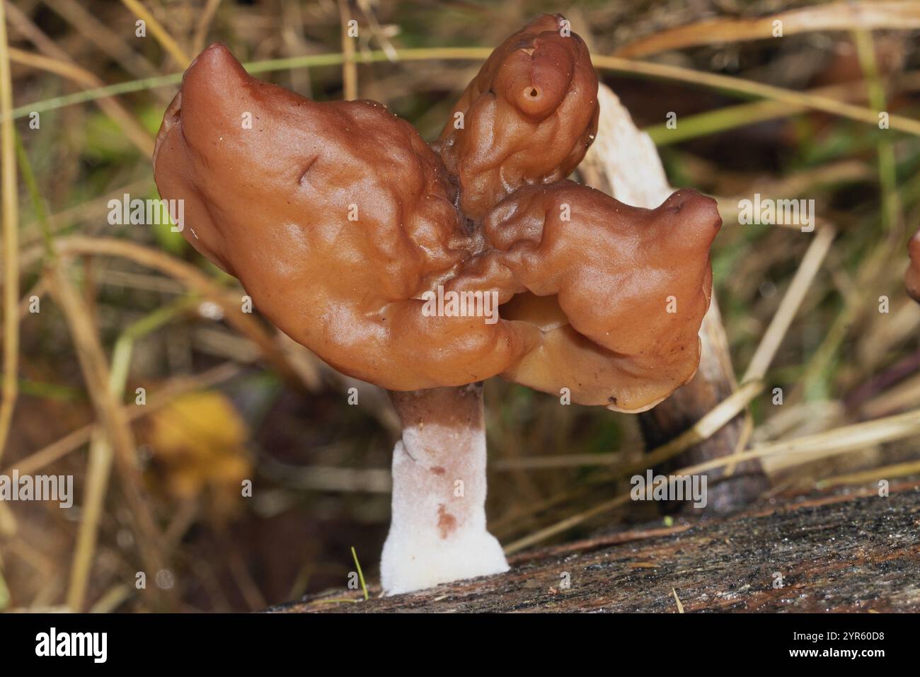 Bishop's Cap Fruchtkörper mit weißlichem Stiel und hellbraun gelappter Kappe am Baumstamm Stockfoto